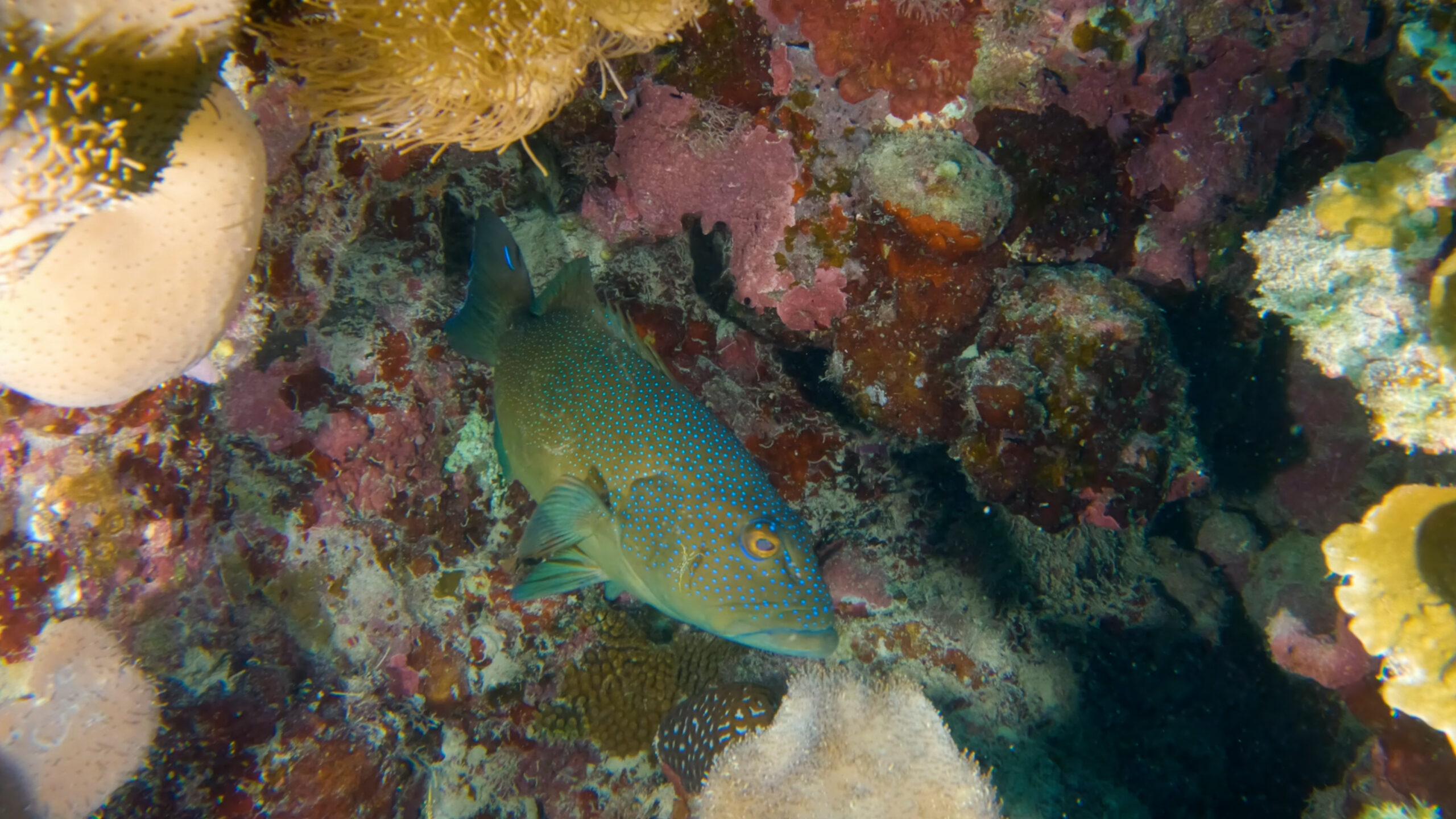 Coral Trout Underwater