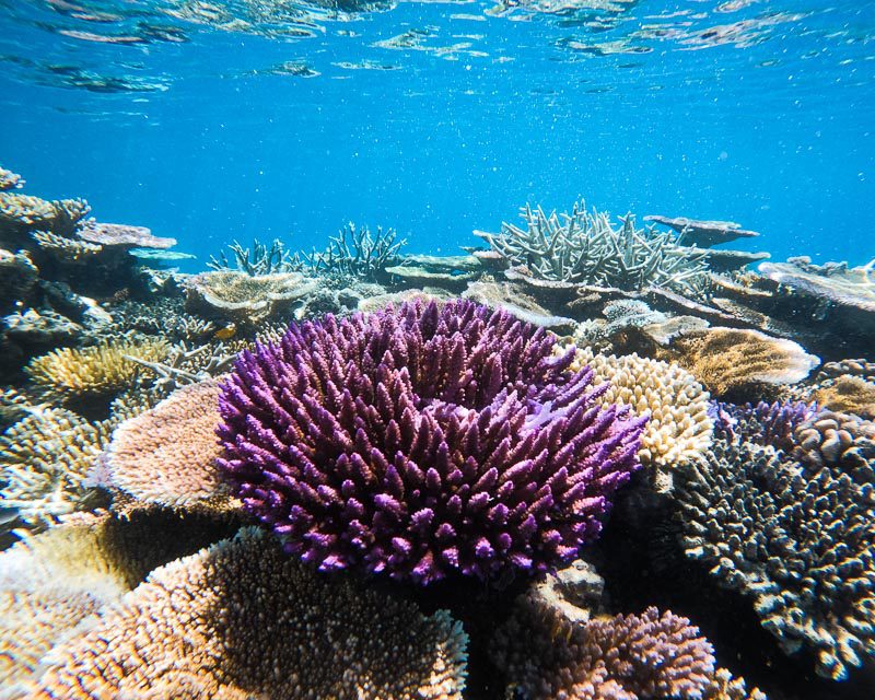 Is the Barrier Reef Dying ? - Ryan Moody Fishing