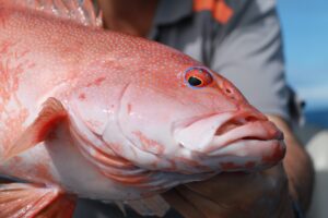 Common coral trout head shot