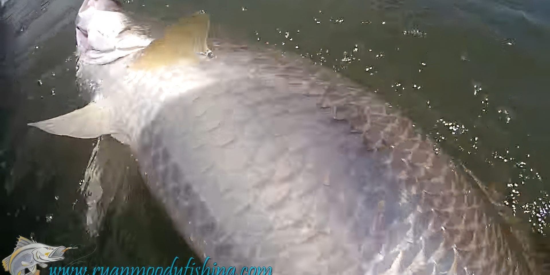 Catching Big Barramundi 11-upscaled