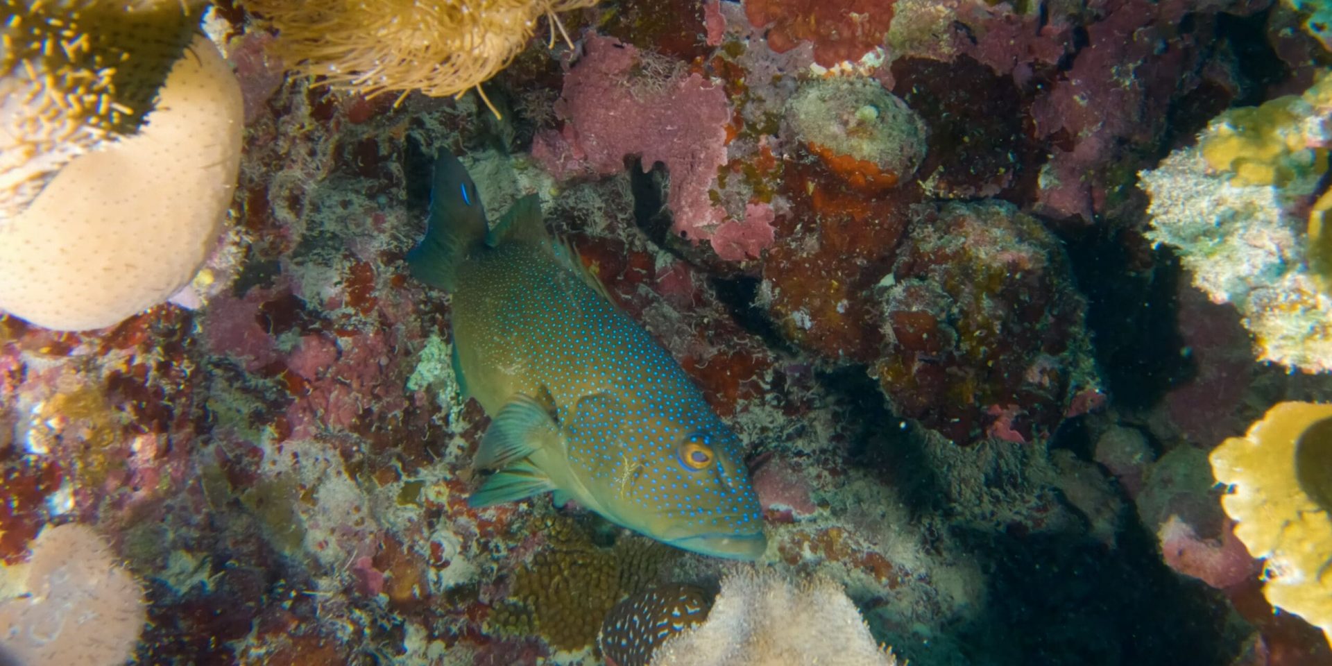 Coral Trout Underwater