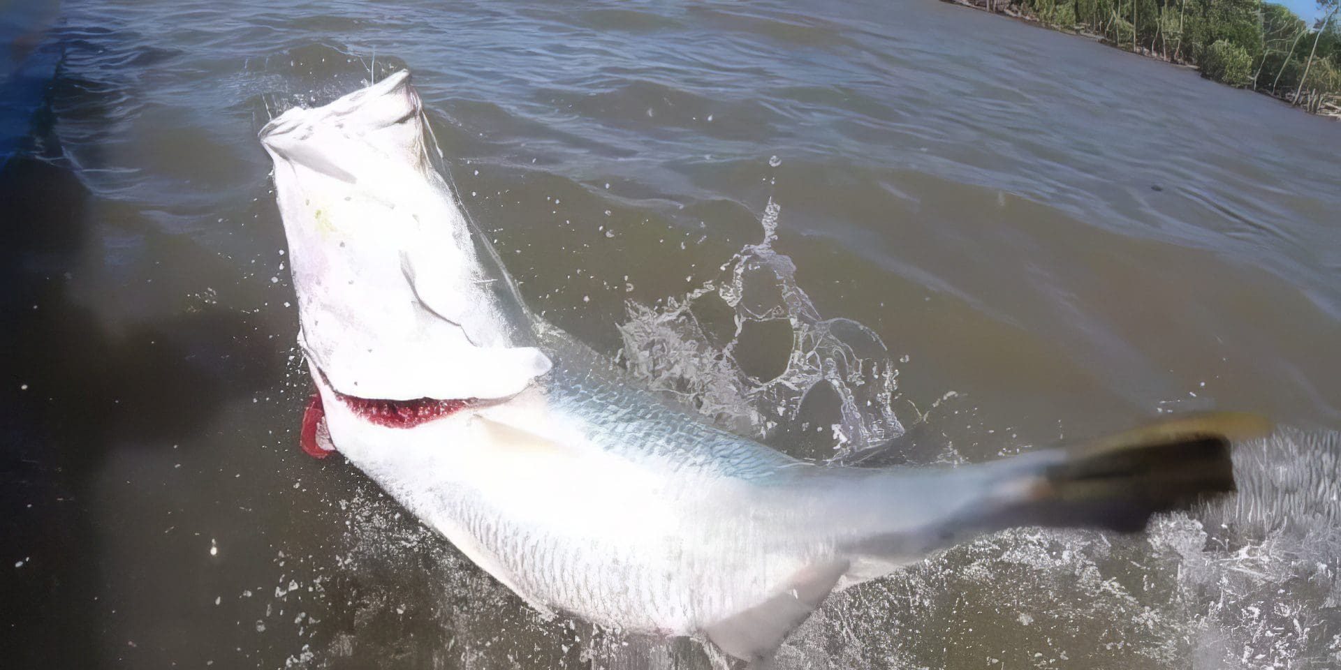 best-time-of-year-for-barramundi-fishing