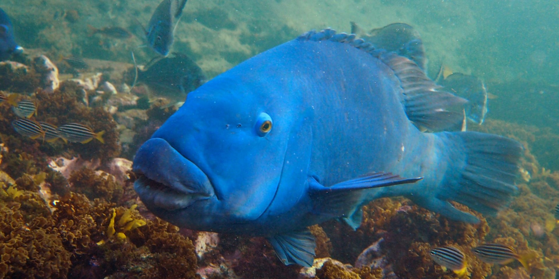 Blue Groper Ban